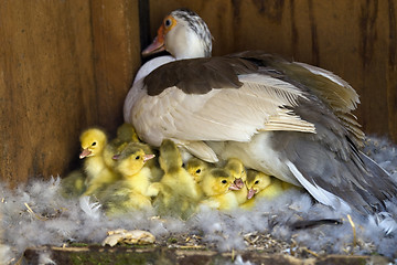 Image showing Muscovy (Cairina moschata)