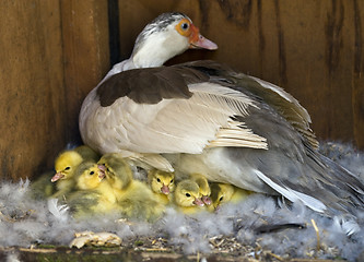 Image showing Muscovy (Cairina moschata)