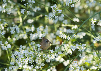 Image showing Wren (Troglodytes troglodytes)