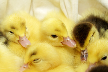 Image showing Yellow and black ducklings