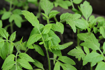 Image showing Tomato seedlings