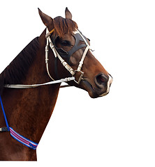 Image showing Bay Racehorse