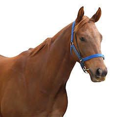 Image showing Chestnut Racehorse 