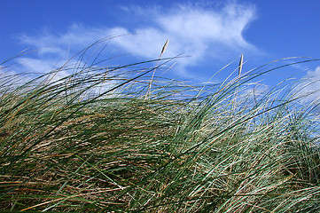 Image showing Grass in the wind