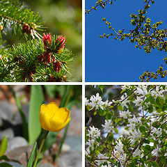 Image showing Spring blossoms