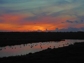 Image showing Ducks