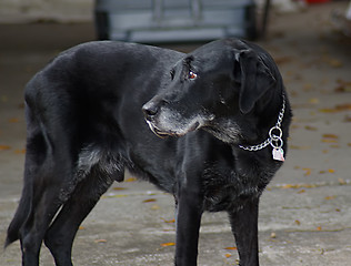 Image showing Black Labrador