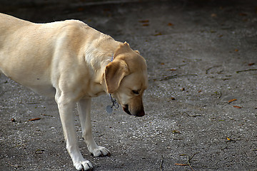 Image showing Gold Labrador