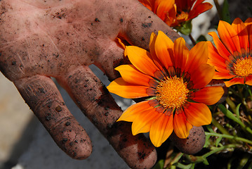 Image showing Orange flower in garden in dirty hand