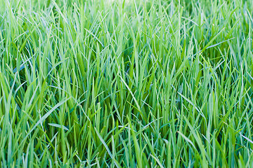 Image showing Grass