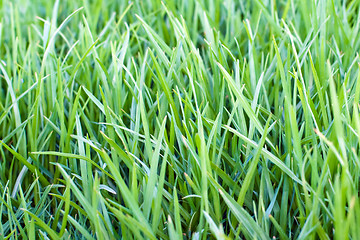 Image showing Grass