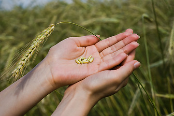 Image showing Grains of wheat