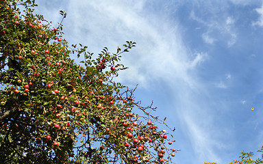 Image showing Ripe fruits