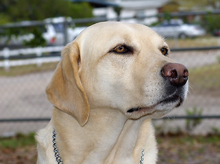 Image showing Guide Dog
