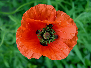 Image showing Wet Poppy