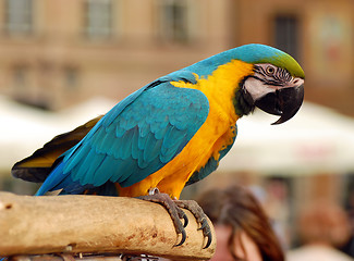 Image showing Parrot