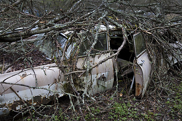 Image showing Overgrown scrap in wood