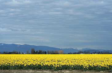 Image showing Yellow Daffodils