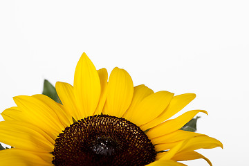 Image showing Sunflower Helianthus annuus