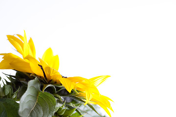 Image showing Sunflower Helianthus annuus