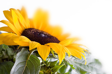 Image showing Sunflower Helianthus annuus