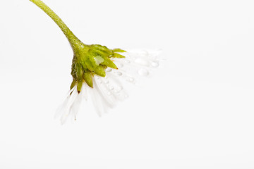 Image showing Daisy Flowers with Dewdrops