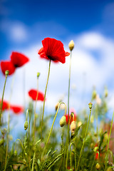 Image showing Corn Poppy Flowers Papaver rhoeas