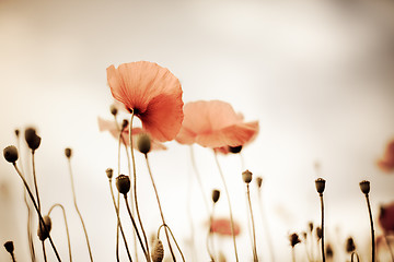 Image showing Corn Poppy Flowers Papaver rhoeas