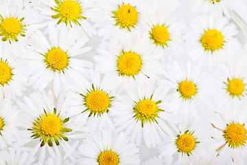 Image showing Daisy Flowers with Dewdrops