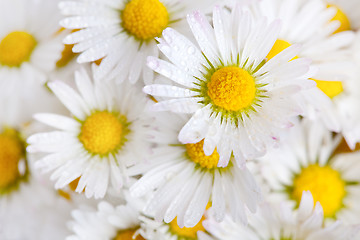 Image showing Daisy Flowers with Dewdrops