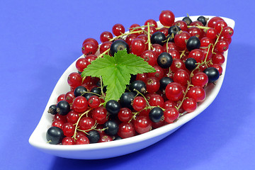 Image showing Currants