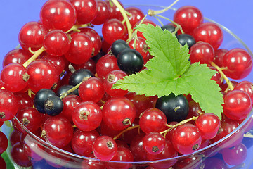 Image showing Currants