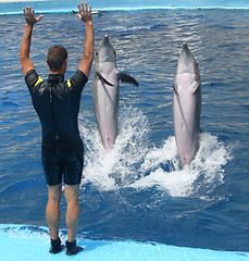 Image showing Playing with dolphins