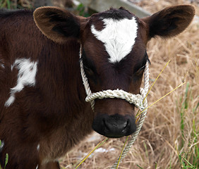 Image showing Brown & White Calf