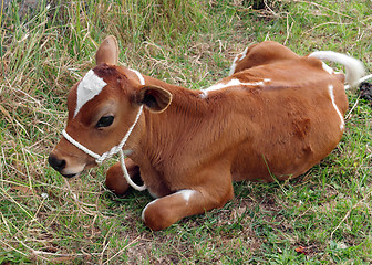 Image showing ayrshire calf