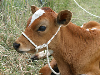 Image showing Red and White Calf