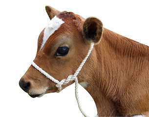 Image showing Ayrshire Calf with Halter