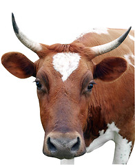 Image showing Ayrshire Cow