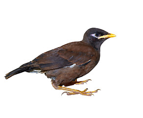 Image showing Juvenile Indian Mynah