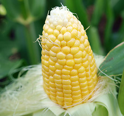 Image showing Corn on the Cob