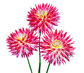 Image showing Three Cactus Dahlia 