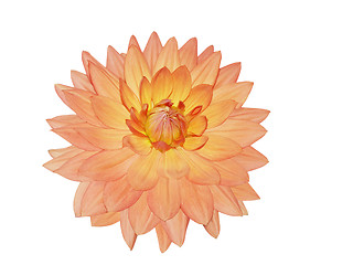 Image showing Single Dahlia Flower