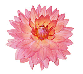 Image showing Single Dahlia Flower