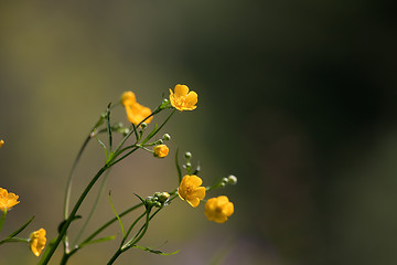 Image showing buttercups