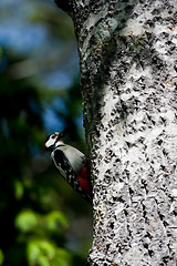 Image showing Woodpecker