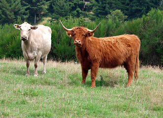 Image showing Charolais Cow and Red Highland Heifer