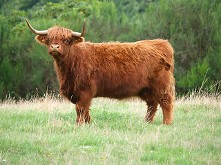 Image showing Highland Cow