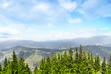 Image showing Forest landscape