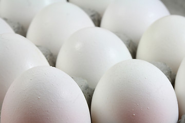 Image showing Egg