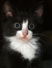 Image showing Black and White Kitten